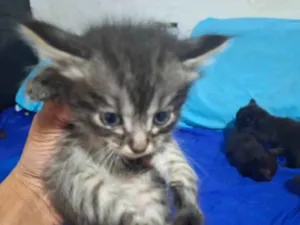 Gato raça SRD-ViraLata idade Abaixo de 2 meses nome Sem nome ainda 