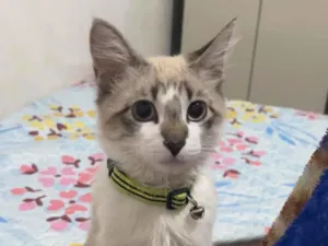 Gato raça Ragdoll idade 7 a 11 meses nome Luck ou Dhuguinho
