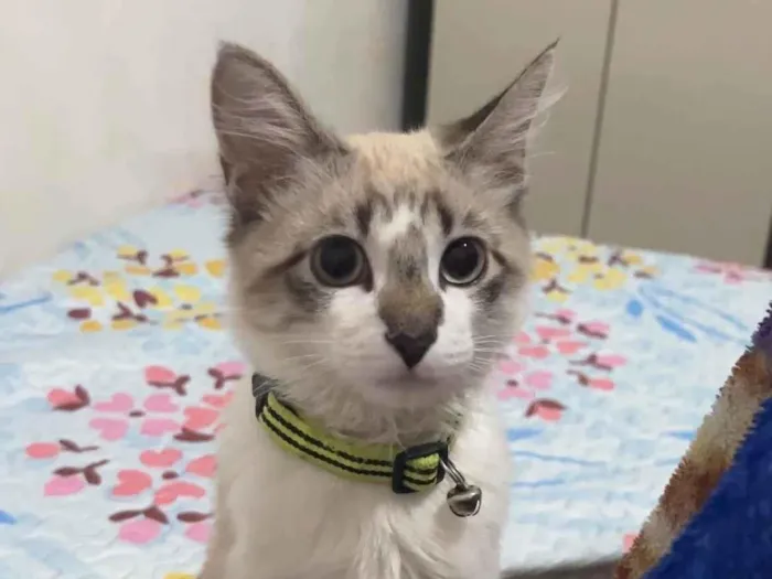 Gato ra a Ragdoll idade 7 a 11 meses nome Luck ou Dhuguinho