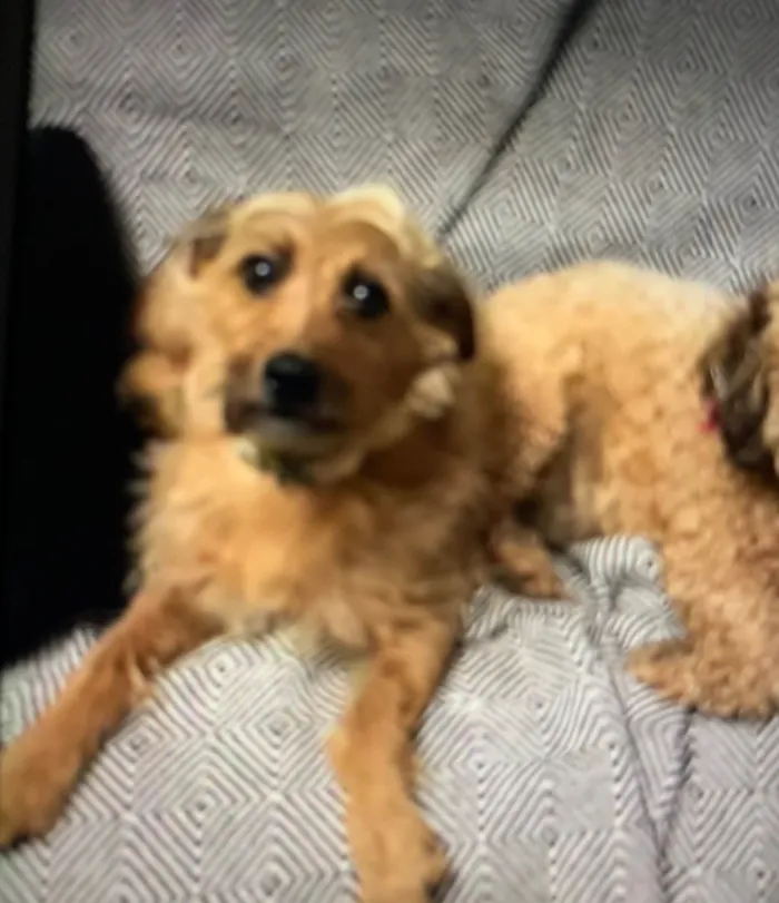 Cachorro ra a SRD-ViraLata idade 5 anos nome Prestígio 
