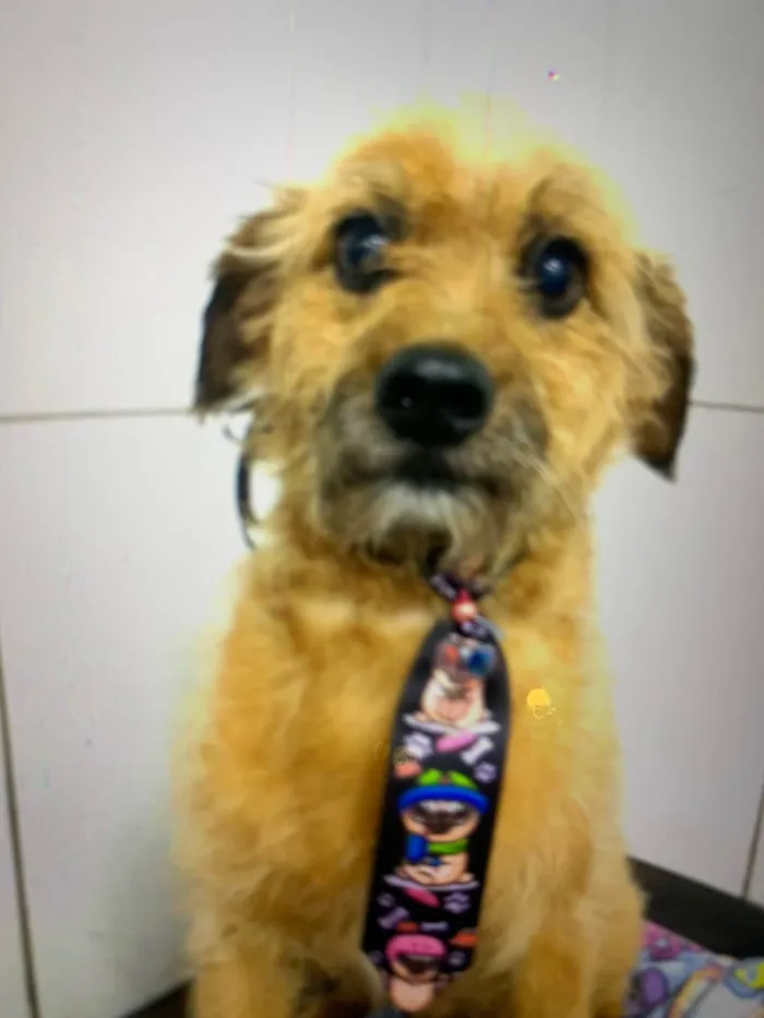 Cachorro ra a SRD-ViraLata idade 5 anos nome Prestígio 