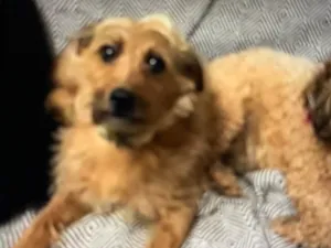Cachorro raça SRD-ViraLata idade 5 anos nome Prestígio 