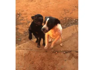 Cachorro raça SRD-ViraLata idade 4 anos nome Bradok 
