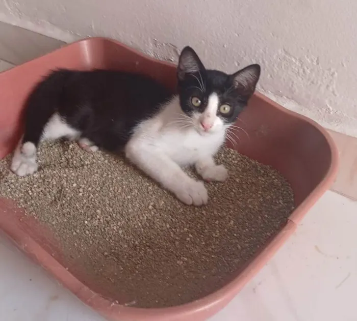 Gato ra a SRD-ViraLata idade 2 a 6 meses nome Guerreiro 