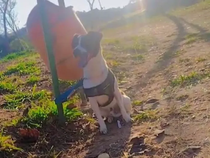 Cachorro ra a SRD-ViraLata idade 4 anos nome Bradok 