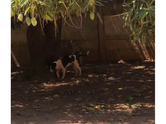 Cachorro ra a SRD-ViraLata idade 4 anos nome Bradok 