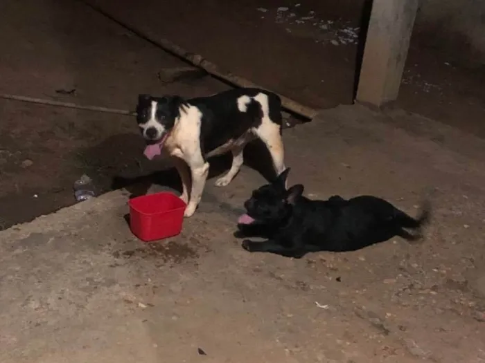 Cachorro ra a SRD-ViraLata idade 4 anos nome Bradok 
