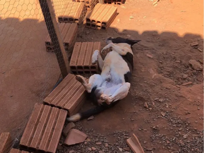 Cachorro ra a SRD-ViraLata idade 4 anos nome Bradok 