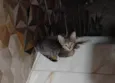 Catarina 