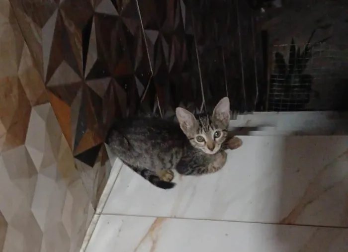 Gato ra a SRD-ViraLata idade 2 a 6 meses nome Catarina 