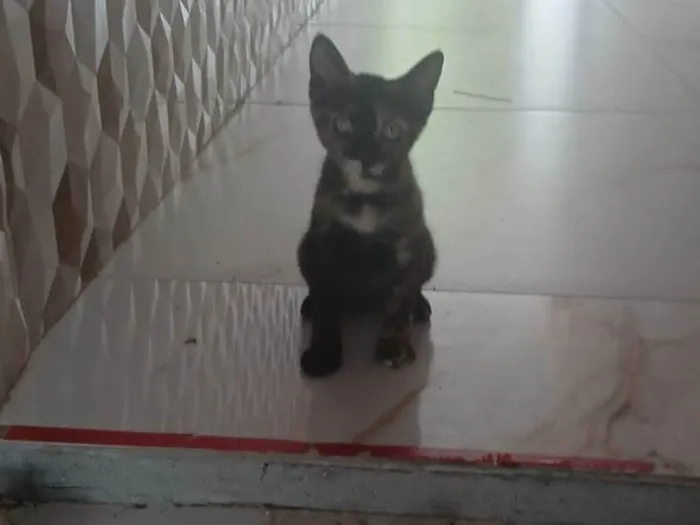 Gato ra a SRD-ViraLata idade 2 a 6 meses nome Judite 