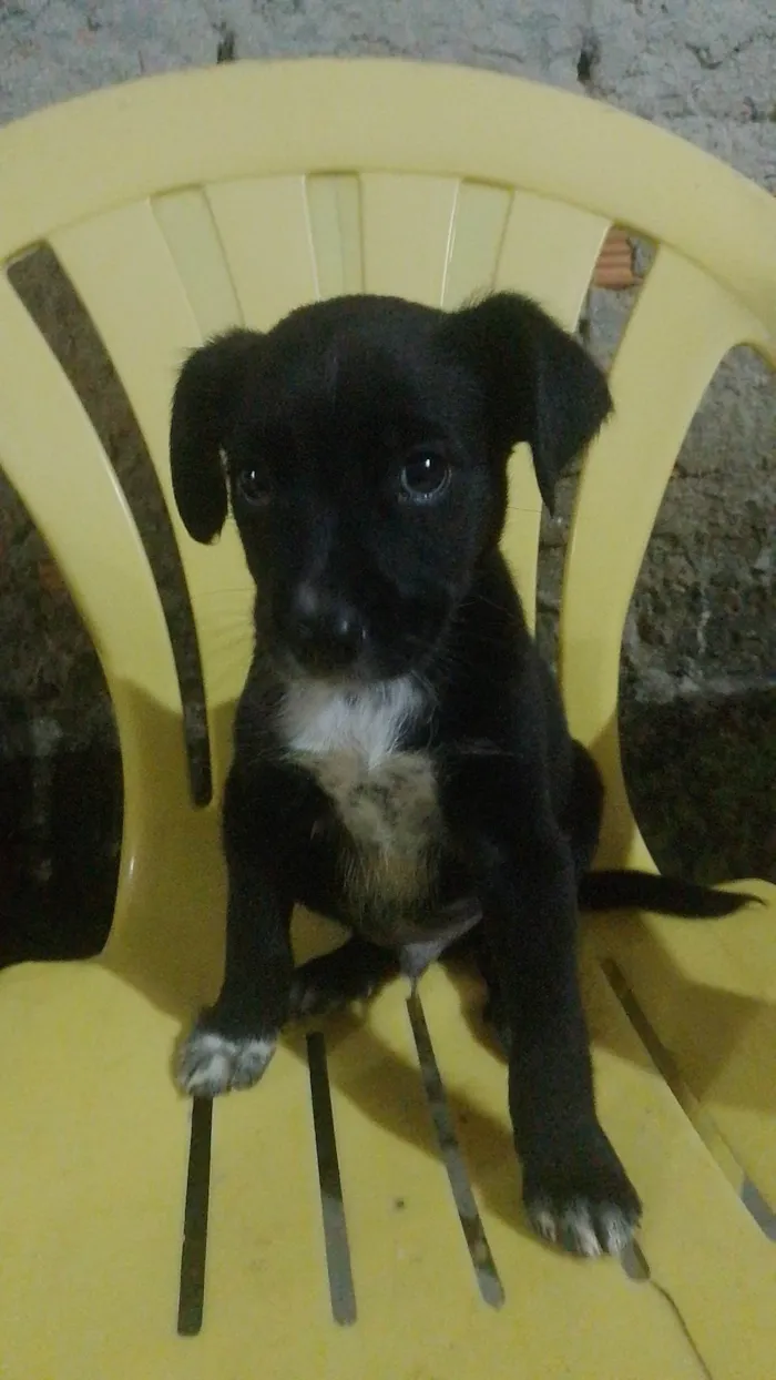 Cachorro ra a SRD-ViraLata idade 1 ano nome Negao