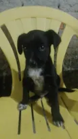 Negao