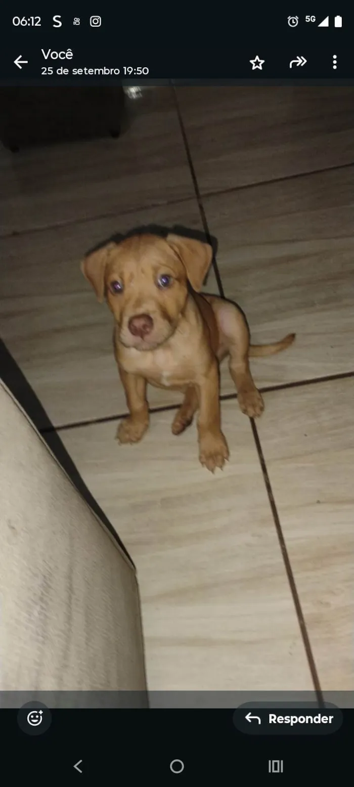 Cachorro ra a Pit-Bull idade 2 a 6 meses nome Huff
