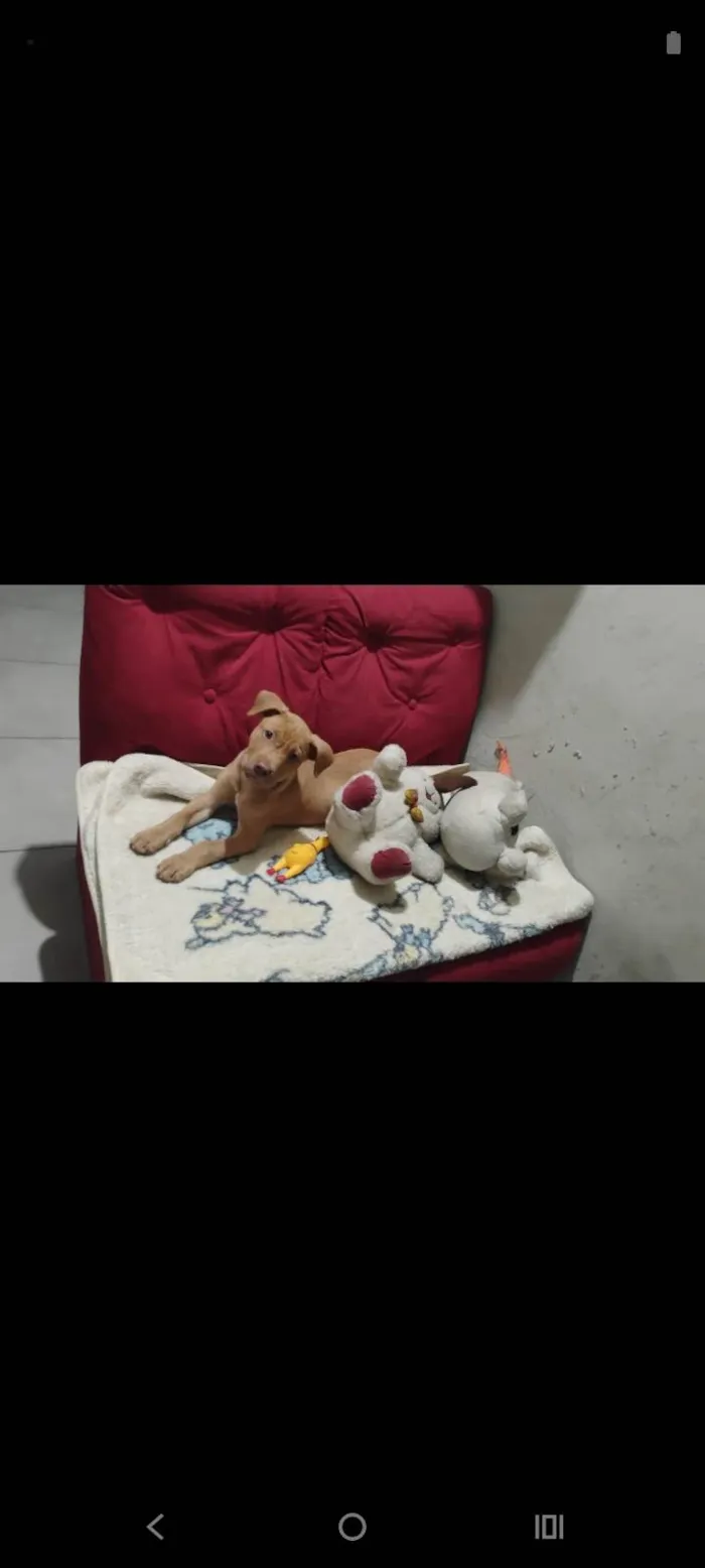 Cachorro ra a Pit-Bull idade 2 a 6 meses nome Huff