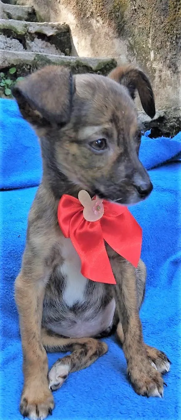 Cachorro ra a SRD-ViraLata idade 2 a 6 meses nome Fofokinha