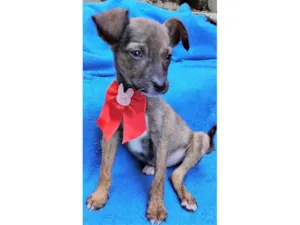 Cachorro raça SRD-ViraLata idade 2 a 6 meses nome Fofokinha