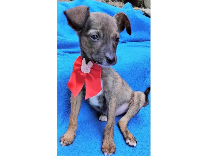 Cachorro ra a SRD-ViraLata idade 2 a 6 meses nome Fofokinha