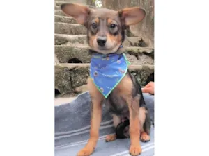 Cachorro raça SRD-ViraLata idade 2 a 6 meses nome Palitinho