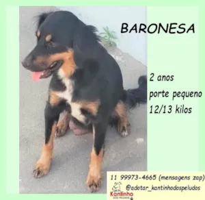 Cachorro raça SRD-ViraLata idade 2 anos nome Baronesa