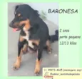 Baronesa