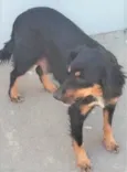 Baronesa