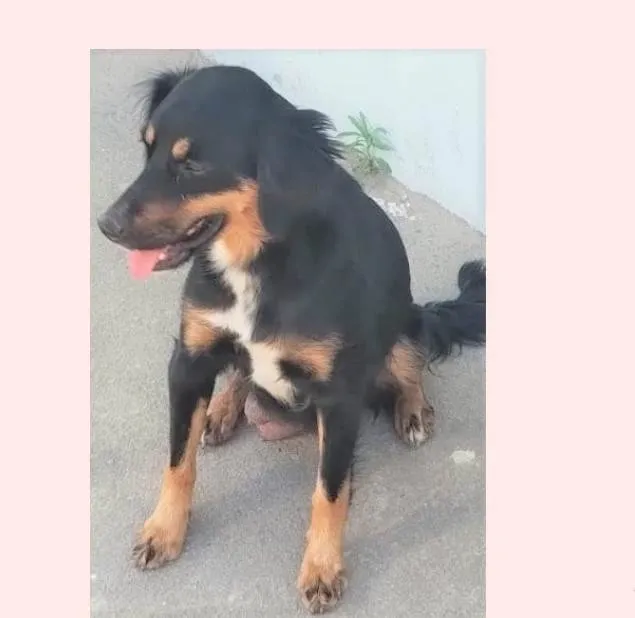 Cachorro ra a SRD-ViraLata idade 2 anos nome Baronesa
