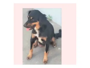 Cachorro raça SRD-ViraLata idade 2 anos nome Baronesa