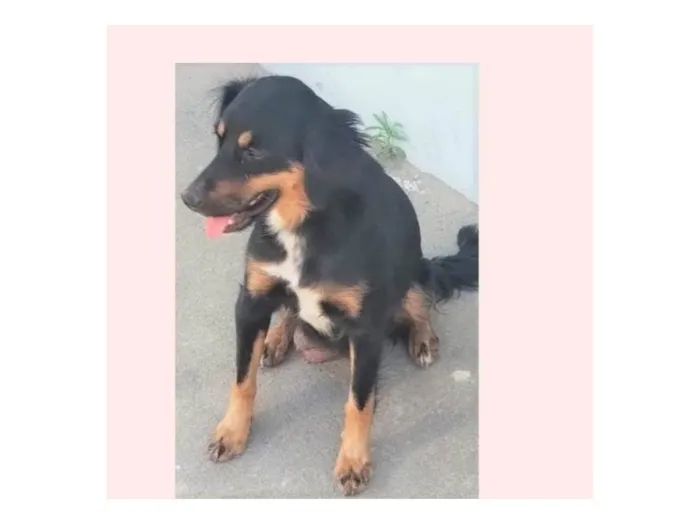 Cachorro ra a SRD-ViraLata idade 2 anos nome Baronesa