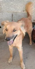 Galã
