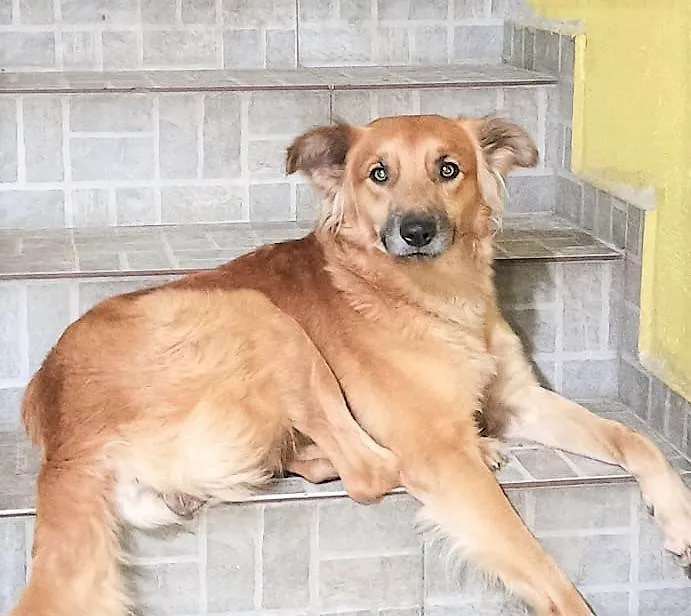 Cachorro ra a SRD-ViraLata idade 2 anos nome Galã