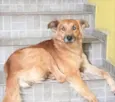 Galã