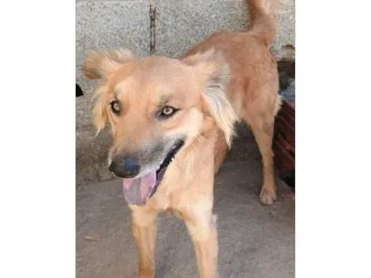 Cachorro raça SRD-ViraLata idade 2 anos nome Galã