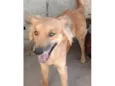 Galã