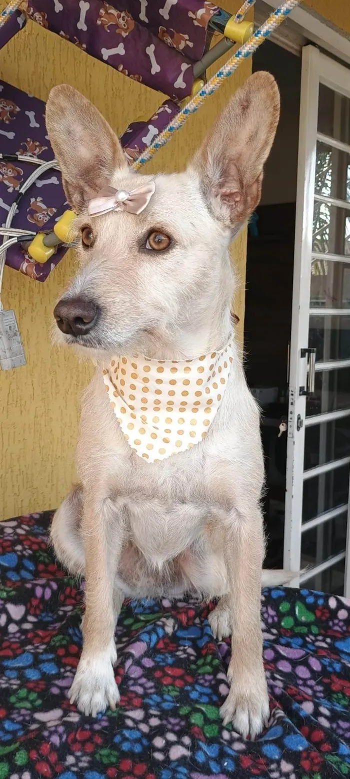 Cachorro ra a SRD-ViraLata idade 2 anos nome Marion