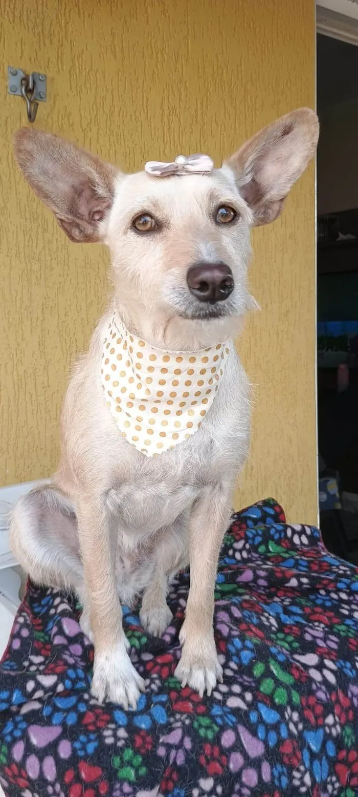 Cachorro ra a SRD-ViraLata idade 2 anos nome Marion