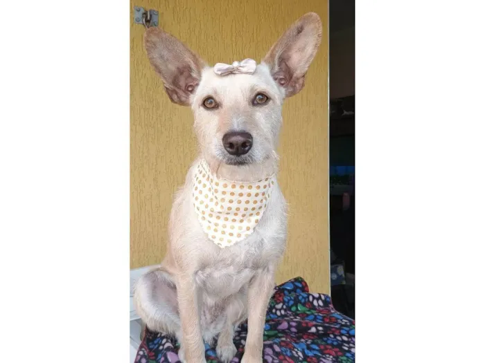 Cachorro ra a SRD-ViraLata idade 2 anos nome Marion
