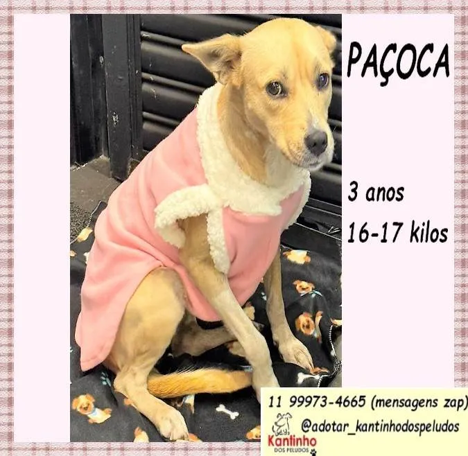 Cachorro ra a SRD-ViraLata idade 3 anos nome Paçoca 