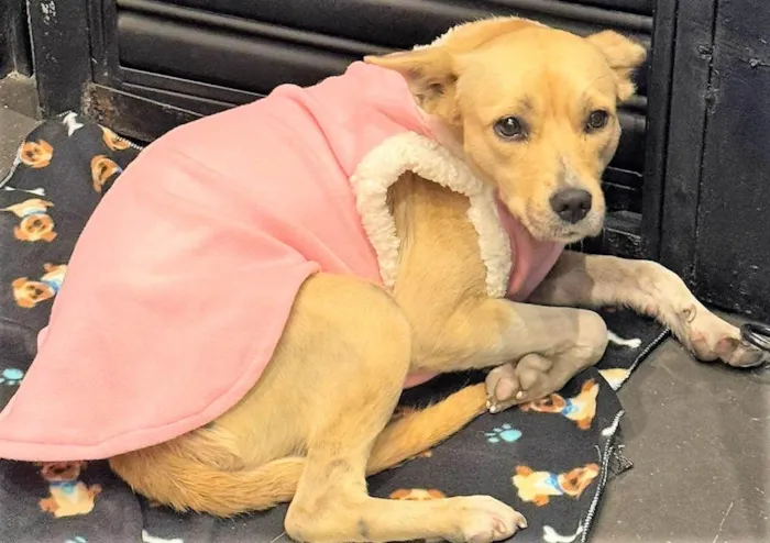 Cachorro ra a SRD-ViraLata idade 3 anos nome Paçoca 