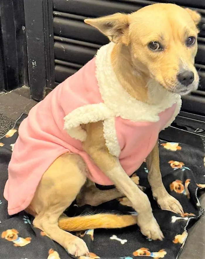 Cachorro ra a SRD-ViraLata idade 3 anos nome Paçoca 