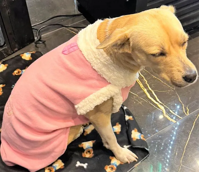 Cachorro ra a SRD-ViraLata idade 3 anos nome Paçoca 