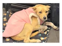 Cachorro raça SRD-ViraLata idade 3 anos nome Paçoca 