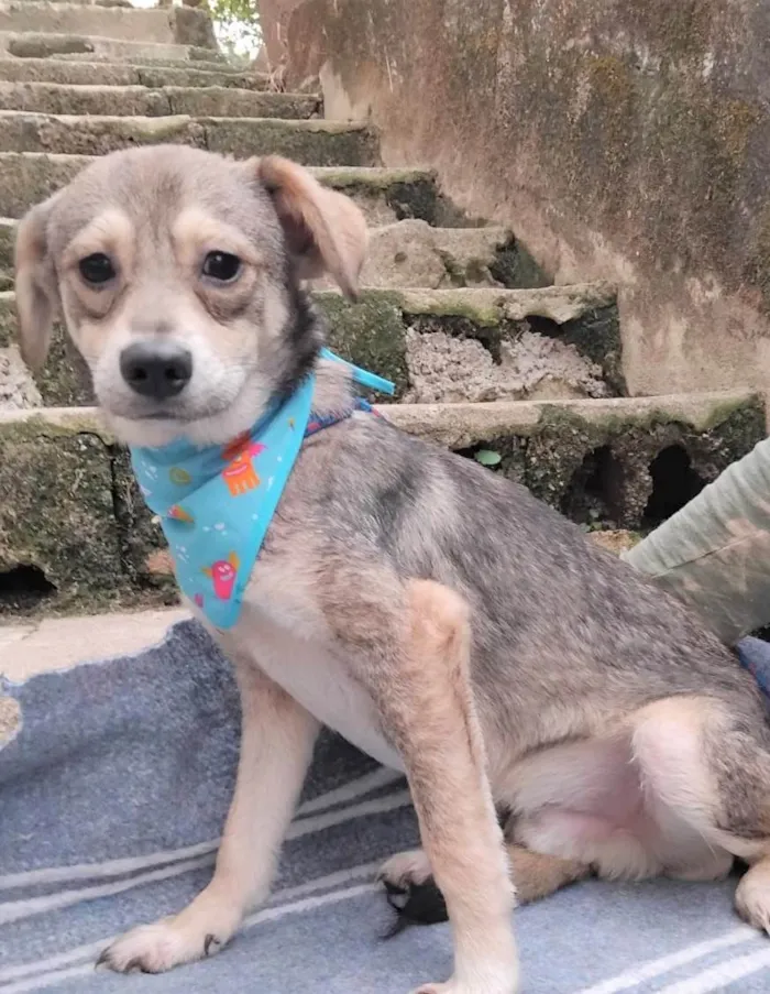 Cachorro ra a SRD-ViraLata idade 7 a 11 meses nome Pandinha