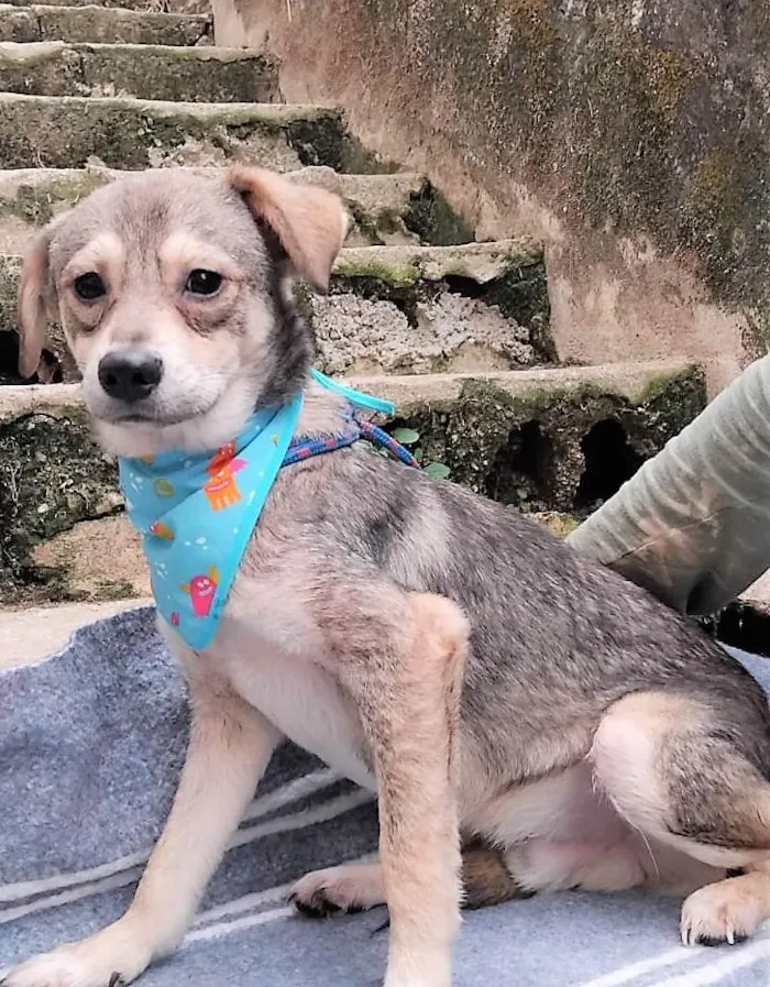 Cachorro ra a SRD-ViraLata idade 7 a 11 meses nome Pandinha