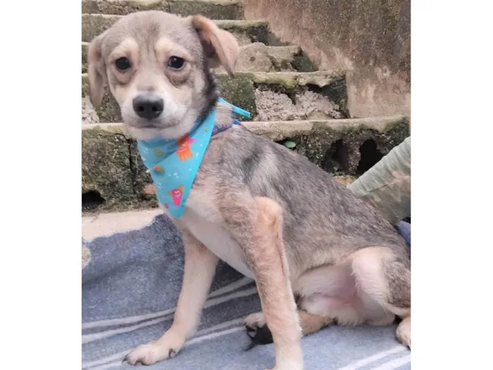 Cachorro ra a SRD-ViraLata idade 7 a 11 meses nome Pandinha