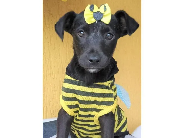 Cachorro ra a SRD-ViraLata idade 2 a 6 meses nome Panqueca