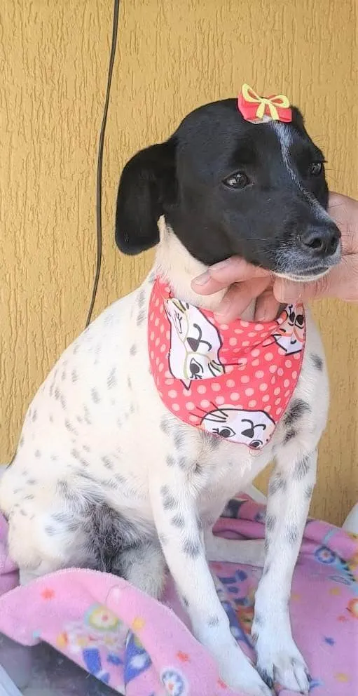 Cachorro ra a SRD-ViraLata idade 7 a 11 meses nome Sininho