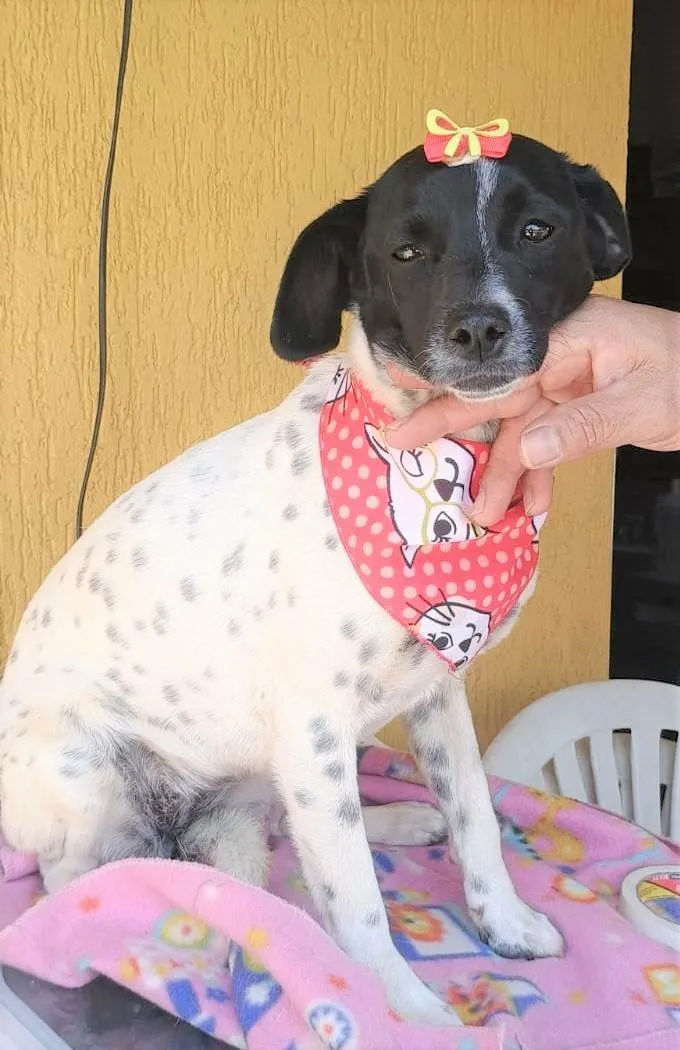 Cachorro ra a SRD-ViraLata idade 7 a 11 meses nome Sininho