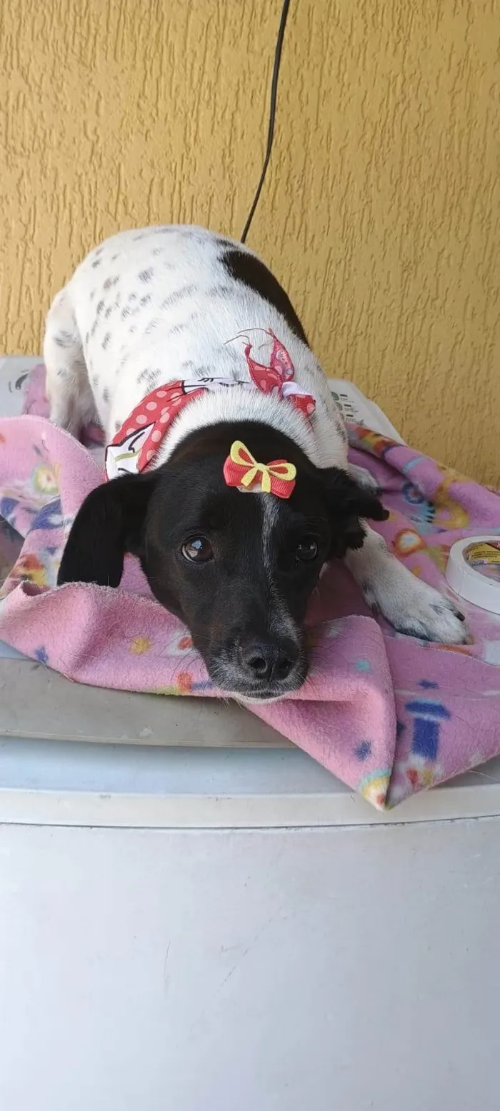 Cachorro ra a SRD-ViraLata idade 7 a 11 meses nome Sininho