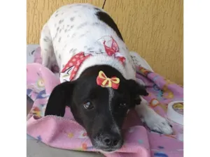 Cachorro raça SRD-ViraLata idade 7 a 11 meses nome Sininho